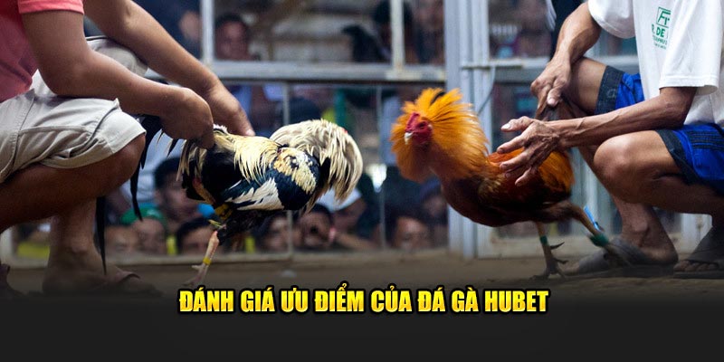 Đánh giá ưu điểm của đá gà Hubet