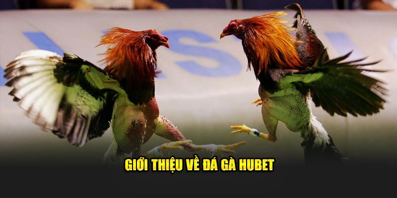 Giới thiệu về đá gà Hubet