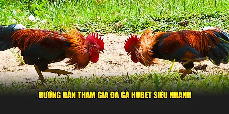 Các bước tham gia đá gà Hubet siêu nhanh
