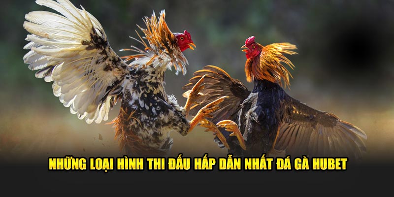 Những loại hình thi đấu hấp trong đá gà Hubet